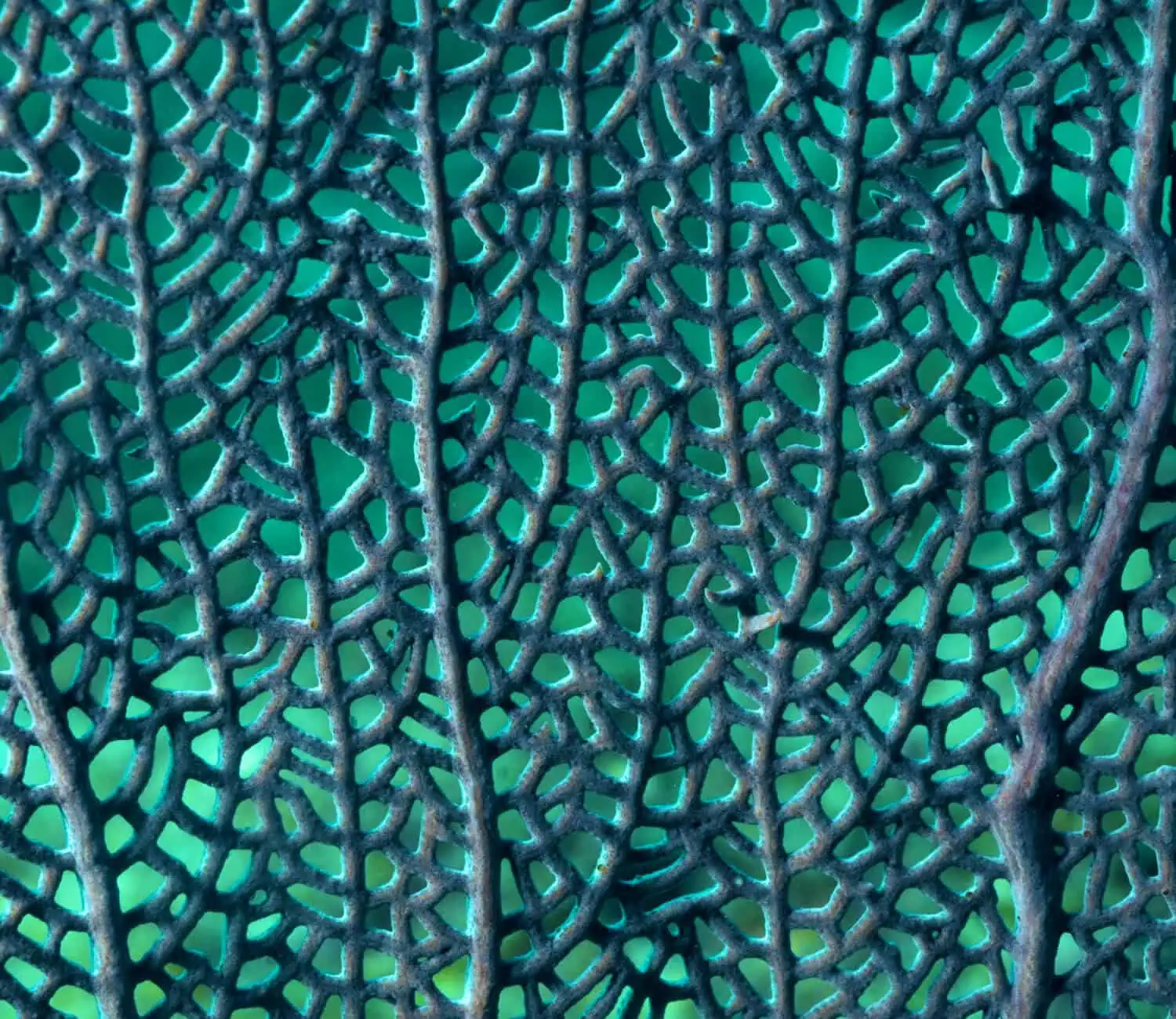 bg-coral