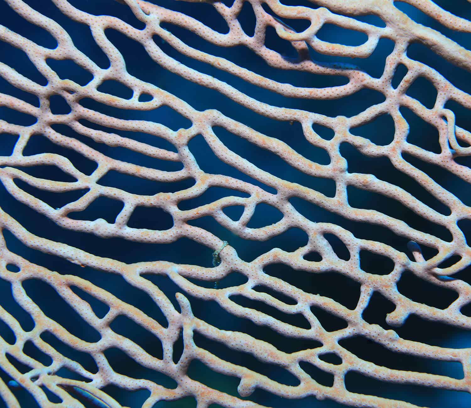 bg-coral4