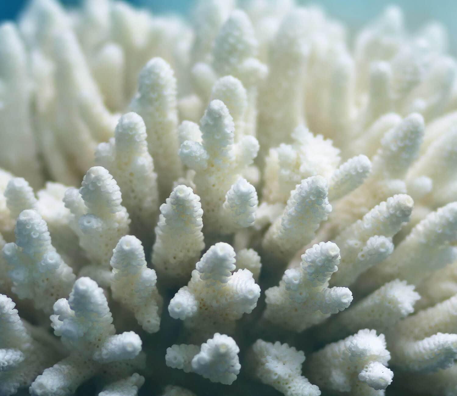 bg-coral7